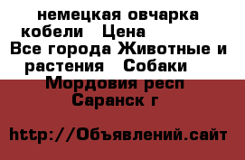 немецкая овчарка кобели › Цена ­ 25 000 - Все города Животные и растения » Собаки   . Мордовия респ.,Саранск г.